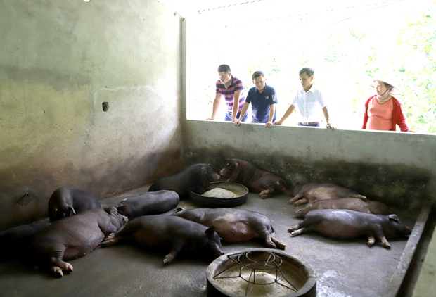 Nguồn vốn Agribank góp phần mở rộng mô hình nuôi lợn của gia đình chị Chu Thị Vuông , thị trấn Yên Minh.