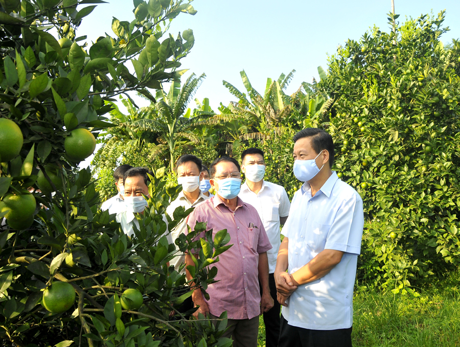 Chủ tịch UBND tỉnh Nguyễn Văn Sơn thăm vườn cam của gia đình ông Nguyễn Văn Mạnh, thôn Tả Ngảo, xã Tân Trịnh.