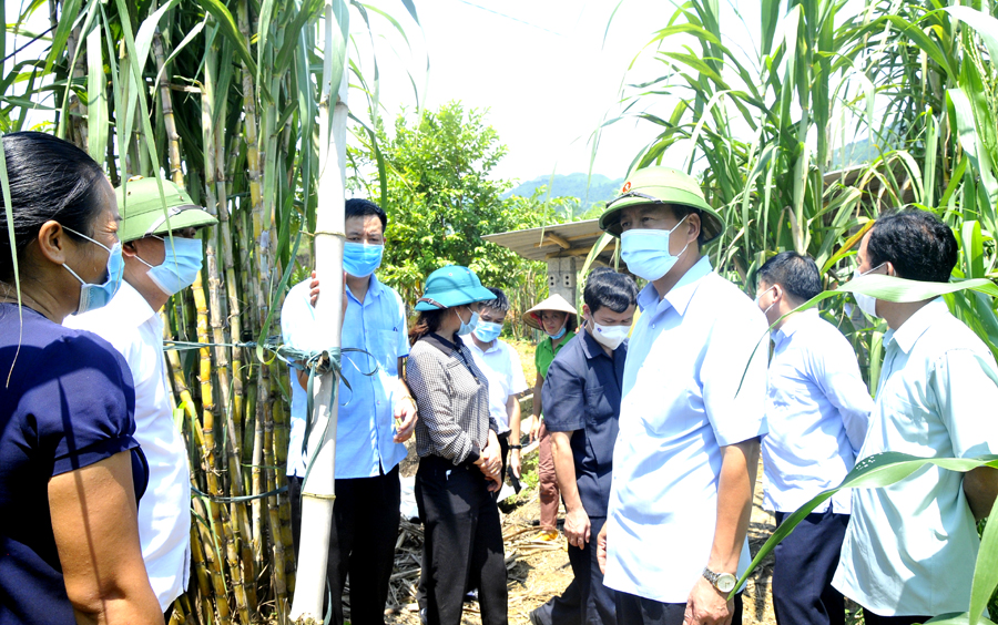 Chủ tịch UBND tỉnh Nguyễn Văn Sơn thăm mô hình cải tạo vườn tạp của gia đình chị Vũ Thị Bện, thôn Pà Vầy Sủ, xã Yên Thành. 