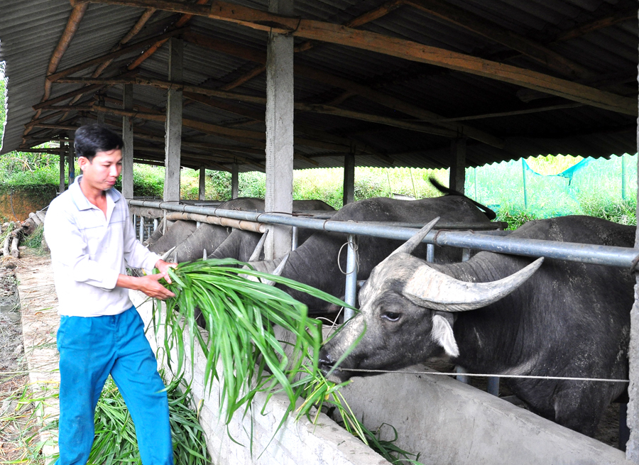 Nuôi trâu sinh sản và vỗ béo mang lại hiệu quả kinh tế cao cho anh Nguyễn Văn Khánh, thôn Mâng.