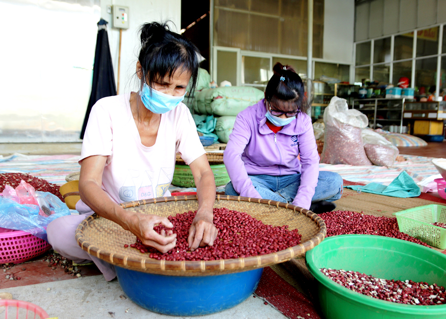 Người lao động lựa chọn nguyên liệu phục vụ sản xuất tại HTX nông sản dầu Lạc Đồng Yên.