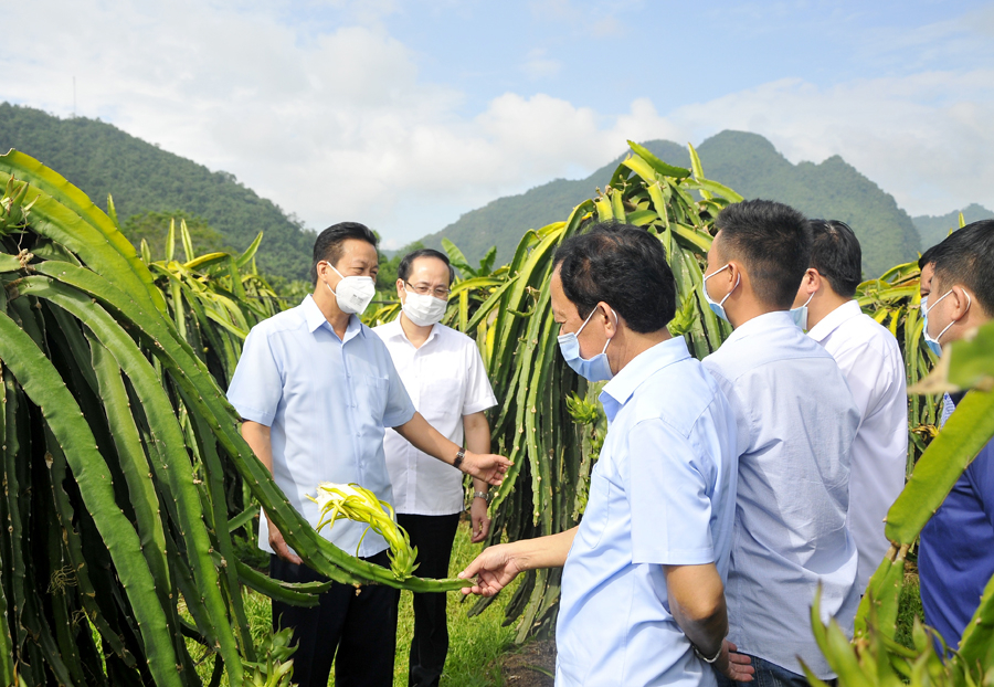 Chủ tịch UBND tỉnh Nguyễn Văn Sơn thăm mô hình trồng Thanh long ruột đỏ tại xã Đồng Yên.