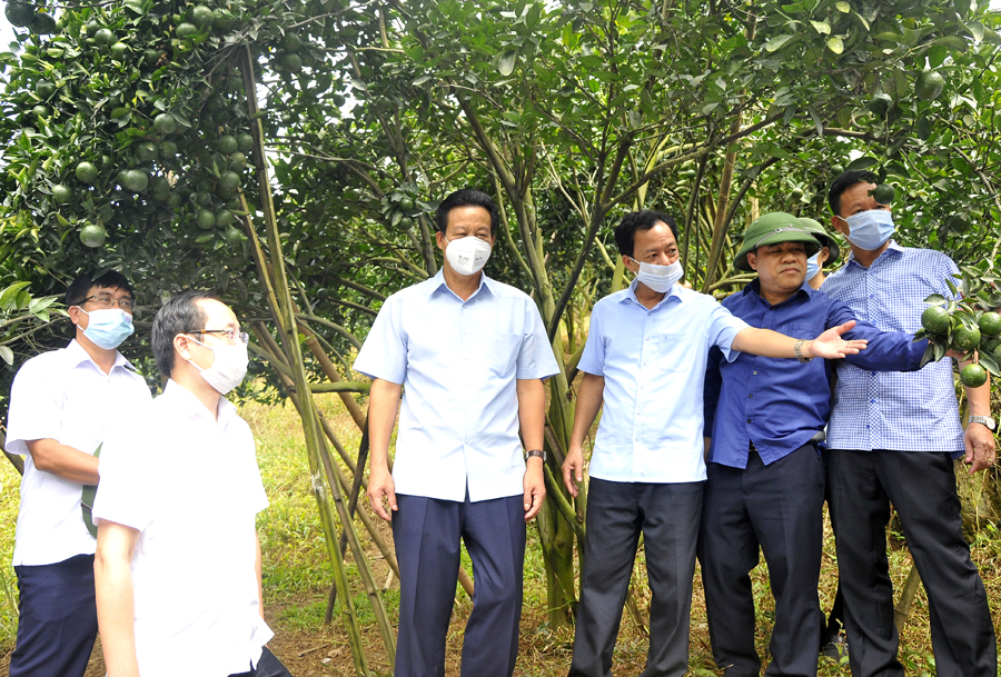 Chủ tịch UBND tỉnh Nguyễn Văn Sơn thăm mô hình trồng cam của HTX nông dân trồng cam sạch thôn Vĩnh Thành, xã Vĩnh Phúc.