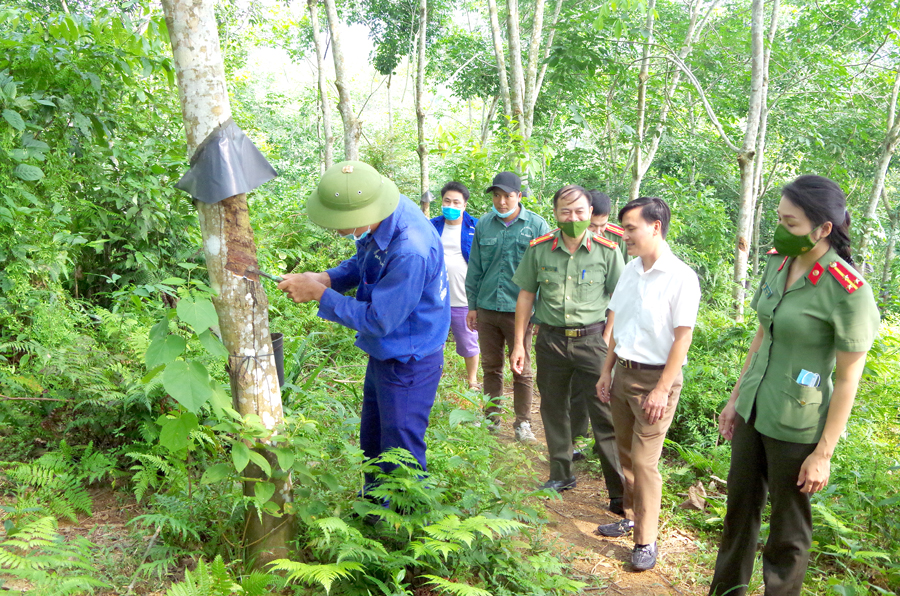 Cán bộ Phòng An ninh kinh tế Công an tỉnh nghiên cứu hiệu quả của Dự án trồng cây Cao su tại huyện Bắc Quang. 									 Ảnh: Diệu Loan