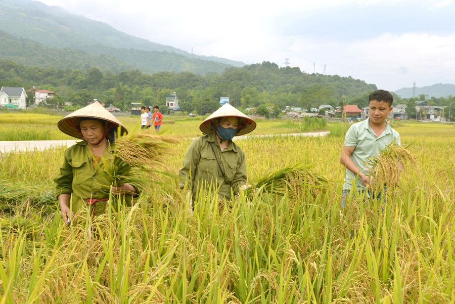 Nông dân xã Phương Thiện, thành phố Hà Giang thu hoạch lúa Mùa.