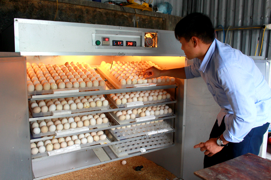 Lò ấp trứng tại trang trại gà giống của anh Bùi Tiến Lanh cung cấp lượng lớn con giống ra thị trường. 				Ảnh: MY LY