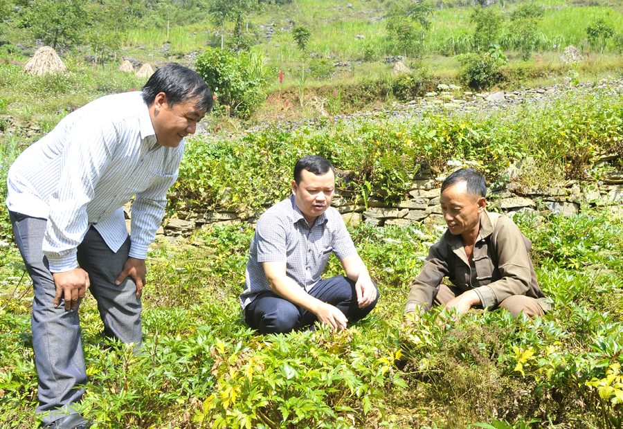 Bí thư chi bộ thôn Sủng Cáng Lầu Chứ Tủa (bên phải) cùng lãnh đạo xã Sủng Trà thăm vườn Đương quy đang được gia đình chăm sóc.