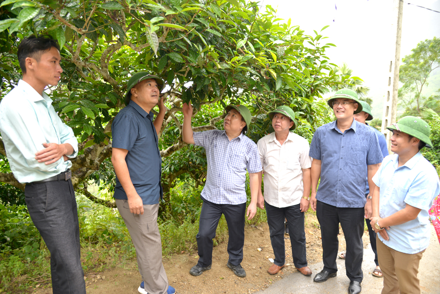 Phó Bí thư Tỉnh ủy Nguyễn Mạnh Dũng thăm vườn chè cổ thụ tại thôn Lùng Vài