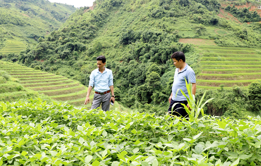 Vùng trồng nguyên liệu đậu tương tại xã Đường Hồng.
