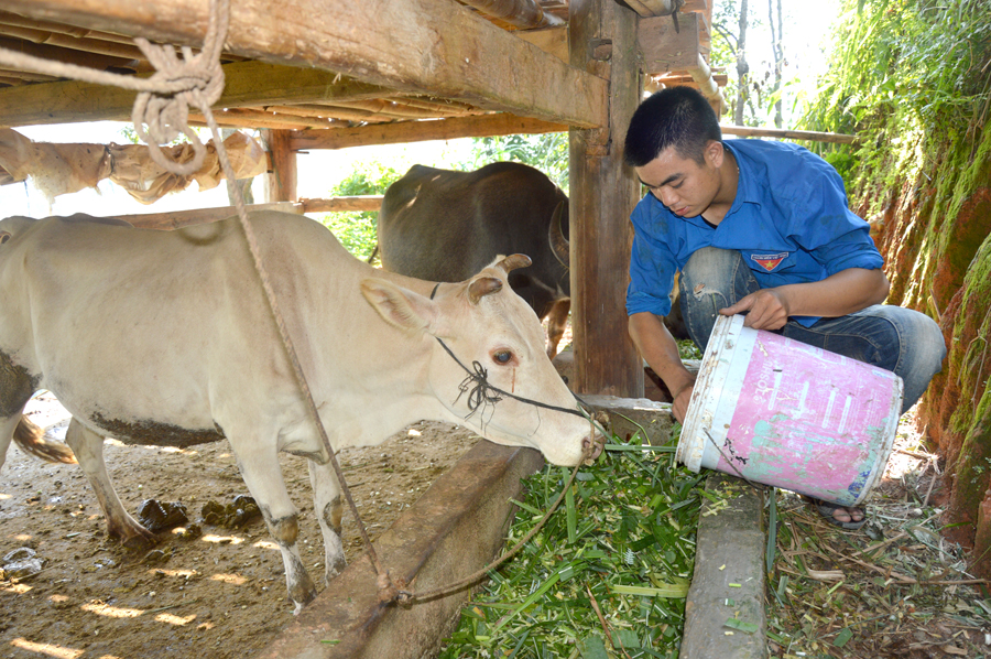 Cựu chiến binh Ly Văn Quyền, xã Bản Ngò (Xín Mần) chăm sóc con bò được tặng năm 2019.