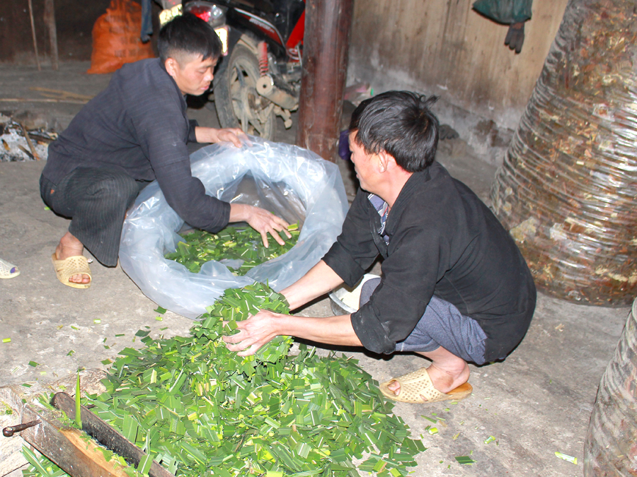 Người dân xã Tả Lủng (Đồng Văn) ủ chua cỏ đảm bảo đủ nguồn thức ăn cho gia súc vào mùa Đông.