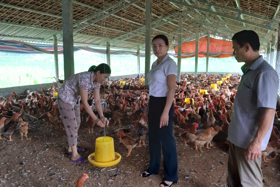 Mô hình nuôi gà của chị Hoàng Thị Vuông (trái), thôn Tân Bể, xã Tiên Yên.