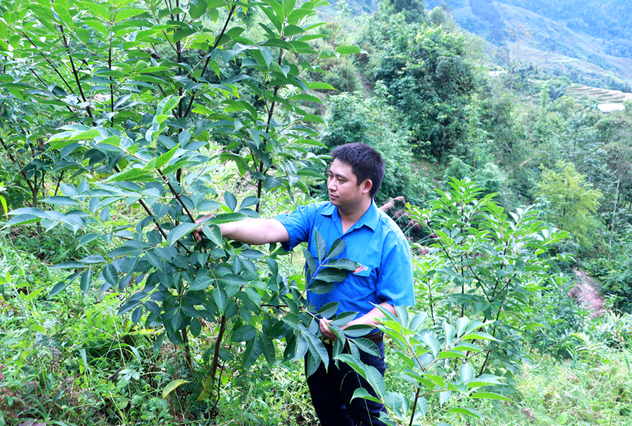 Người dân xã Lao Chải (Vị Xuyên) phát triển cây dược liệu để nâng cao thu nhập cho gia đình.