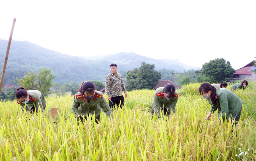 Cán bộ, chiến sỹ Phòng Công tác Đảng và Công tác chính trị giúp dân thu hoạch mùa vụ 								        Ảnh: PHương Thúy (Công an tỉnh)