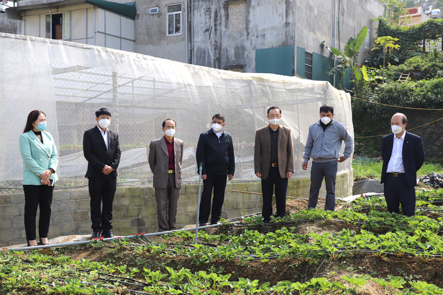 Thăm mô hình trồng dâu Tây tại thị trấn Đồng Văn.