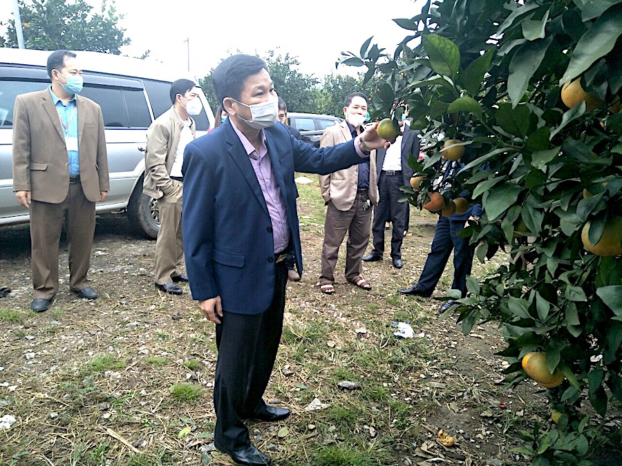 Phó Chủ tịch HĐND tỉnh Hoàng Văn Vịnh khảo sát vườn cam tại xã Tân Bắc.