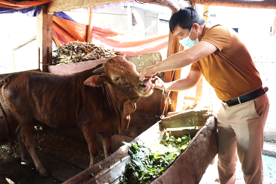 Cán bộ Chi cục Chăn nuôi và Thú y tỉnh kiểm tra tình hình dịch bệnh VDNC trên bò tại thị trấn Mèo Vạc, huyện Mèo Vạc.