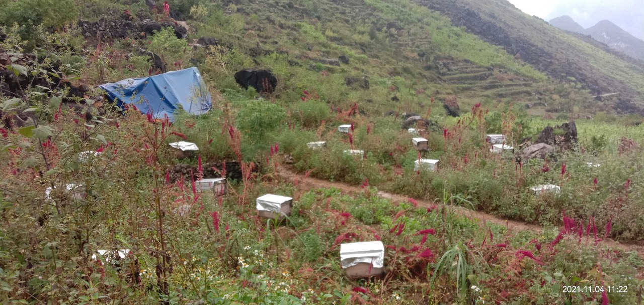 Mô hình “Dự án nghiên cứu ứng dụng KHCN cao để nuôi ong lấy mật hoa Bạc Hà” tại 5 thôn xã Cán Chu Phìn huyện Mèo Vạc của Công ty CP phần đầu tư và công nghệ Gia Hoàng