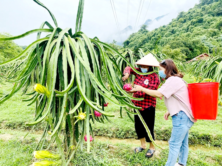 Người dân xã Phong Quang thu hoạch Thanh long.