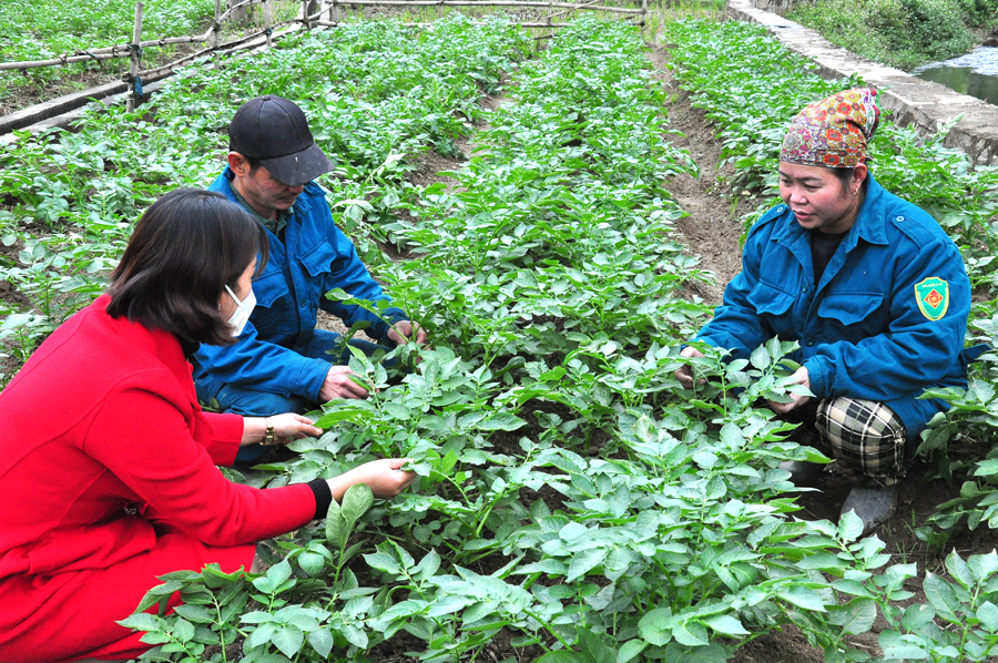 Cán bộ Trạm Khuyến nông huyện Quang Bình kiểm tra ruộng trồng Khoai tây Đức tại thôn Yên Lập, xã Yên Thành. Ảnh: NHẬT HỒNG