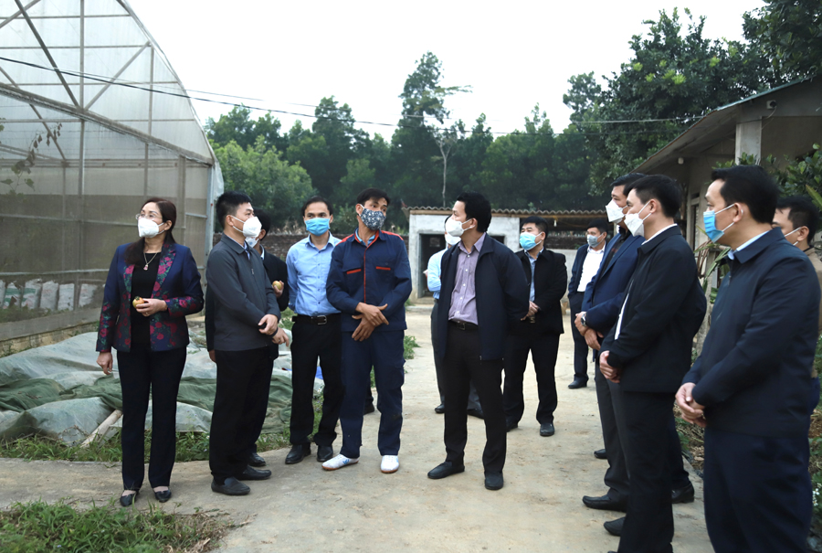 Đoàn tham quan khu sản xuất rau của HTX Học Lập, thị trấn Vị Xuyên