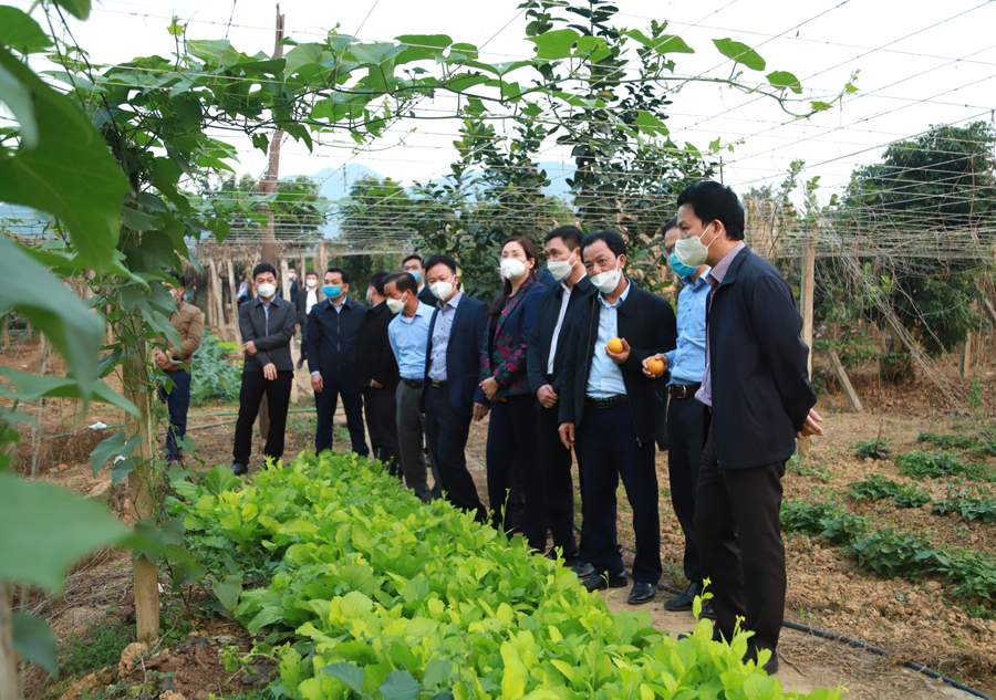 Bí thư Tỉnh ủy kiểm tra các mô hình cải tạo vườn tạp trồng rau, cây ăn quả tại thị trấn Vị Xuyên