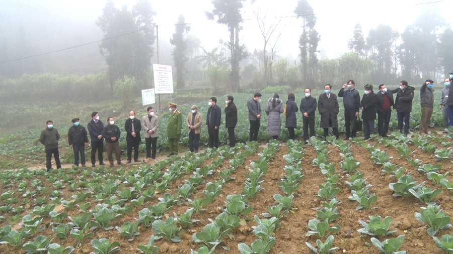 Phó Trưởng Ban Dân vận Trung ương Triệu Tài Vinh và đoàn công tác thăm vườn rau chuyên canh tại thôn Séo Lủng, xã Sảng Tủng.