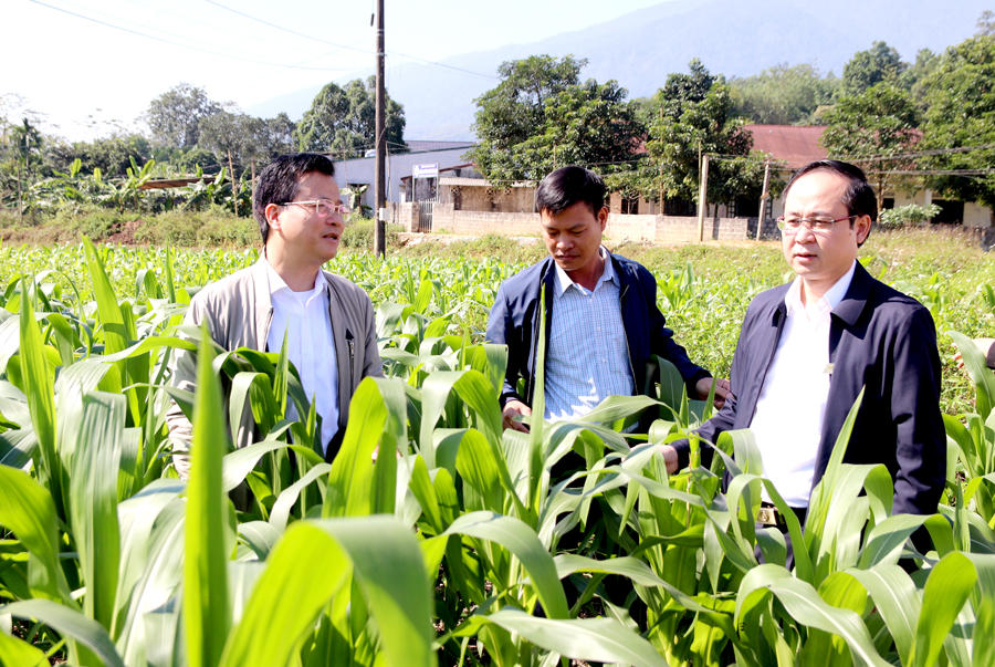 Chủ nhiệm UBKT Tỉnh ủy Trần Quang Minh (trái) tham quan mô hình trồng ngô Đông của đảng viên tại cơ sở.