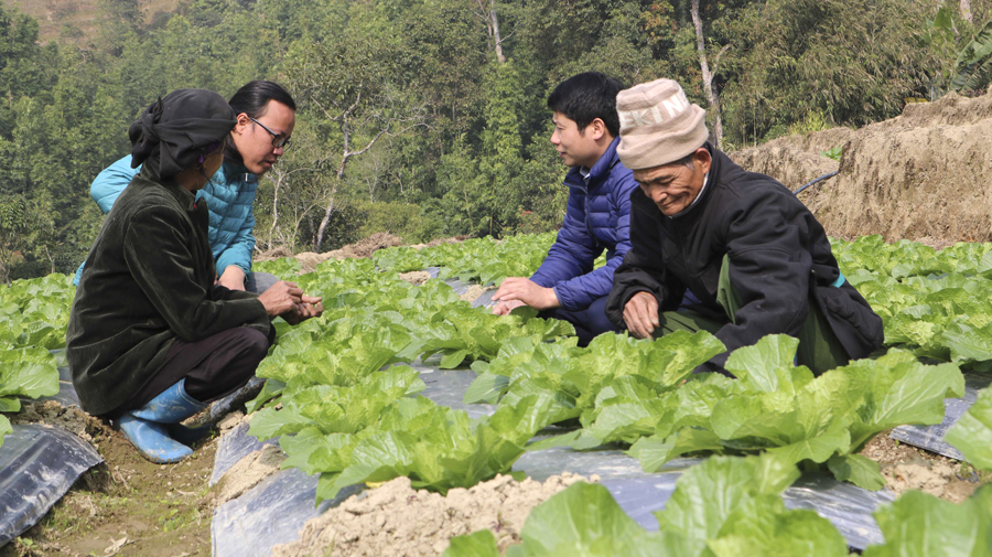 Mô hình liên kết trồng rau sạch ở thôn Quang Vinh, xã Hồ Thầu. 