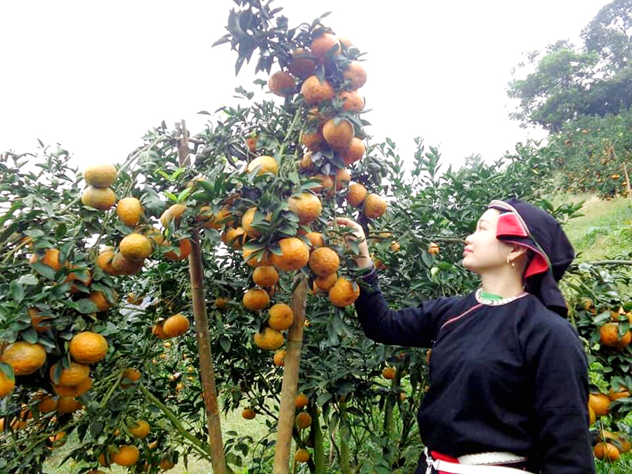 Trương Thị Niệm bên vườn cam Sành đạt chuẩn VietGAP.