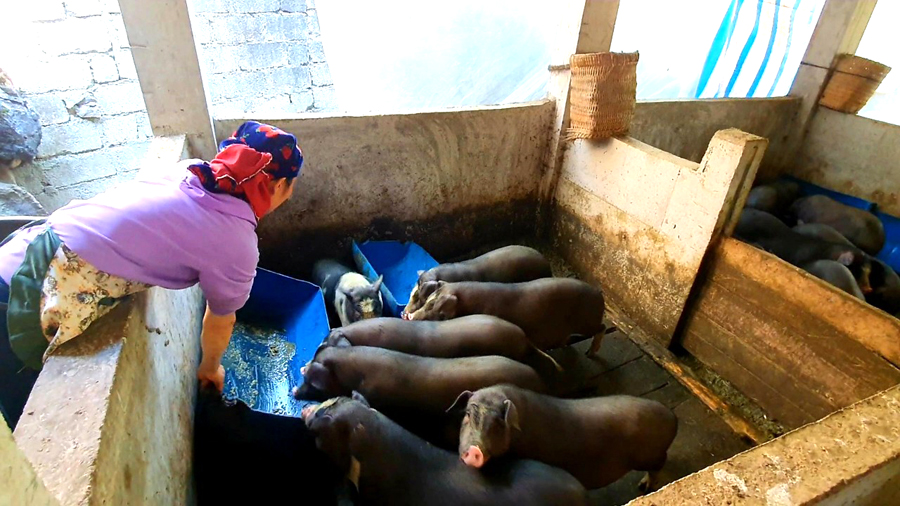Chị Phàn Mẩy Sun, thôn Sủng Nhỉ B, Sủng Máng đầu tư chăn nuôi lợn đen.