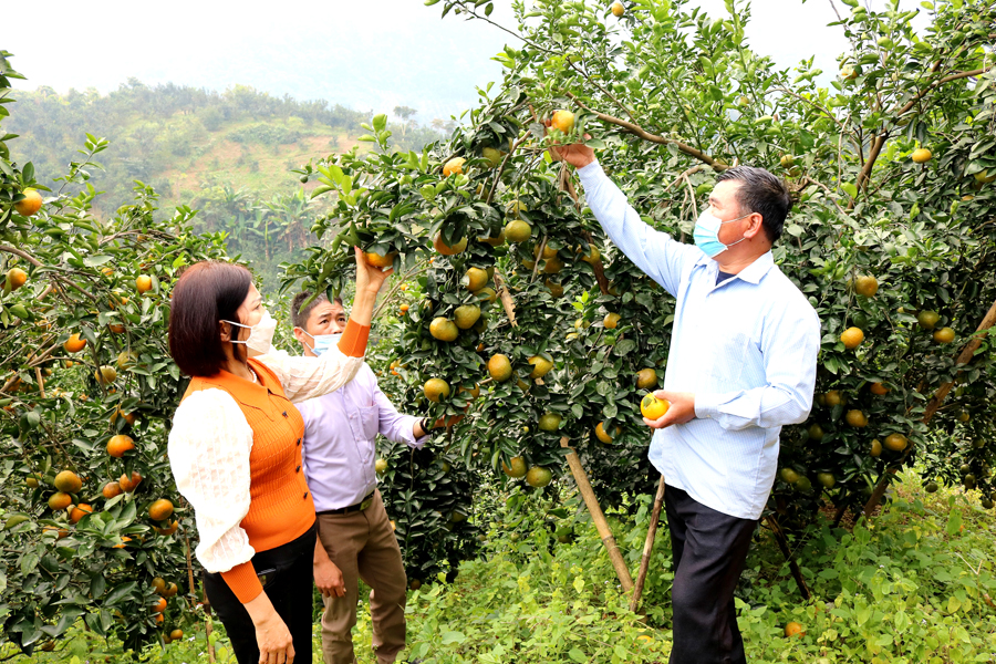 Cán bộ Trung tâm Khuyến nông tỉnh hướng dẫn kỹ thuật chăm sóc cam cho hộ anh Bùi Đức Vượng, xã Vĩnh Phúc (Bắc Quang).